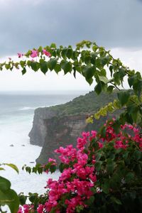 Close-up of pink flowering plant by sea against sky