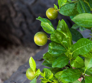 Close-up of fruit growing on tree