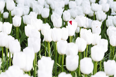 Close-up of white crocus blooming outdoors