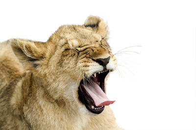 Close-up of a lion cub against white background