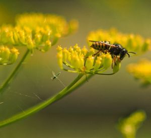 Close-up of insect on flower