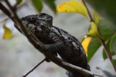 Close-up of lizard on leaf