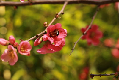 Close-up of insect on pink flower