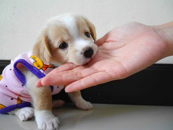 Low section of person holding puppy