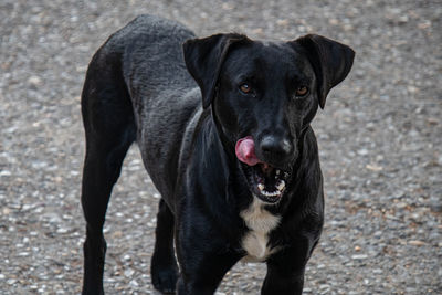 Black labrador dog looking at camera while licking its face