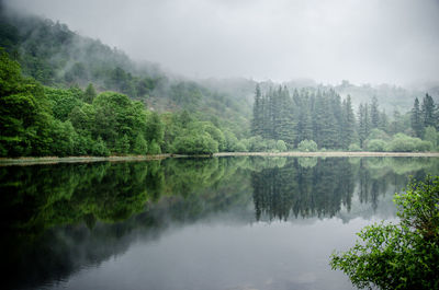 Scenic view of lake in forest against sky