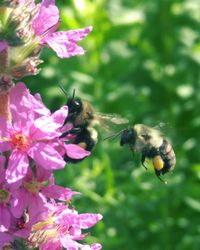 Close-up of bee pollinating on flower