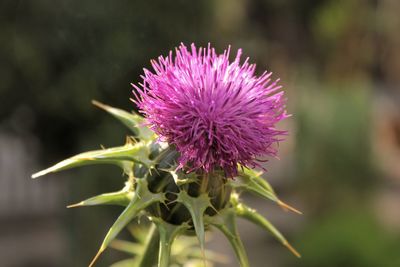 Close-up of thistle blooming outdoors