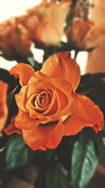 Close-up of rose blooming outdoors