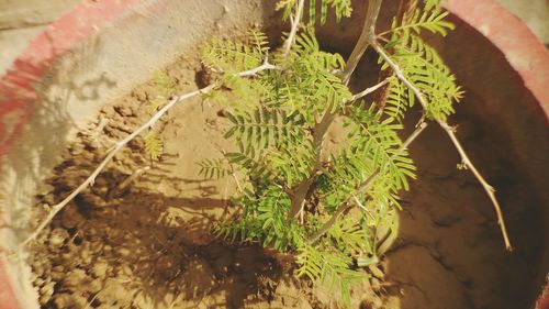 Close-up of plants