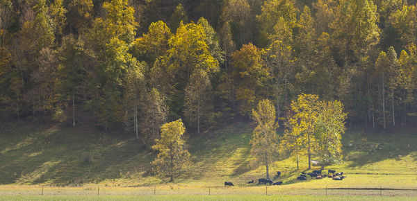 Cows resting in a field.