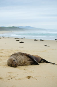 Sea lion sleeping peacefully on the australian coast