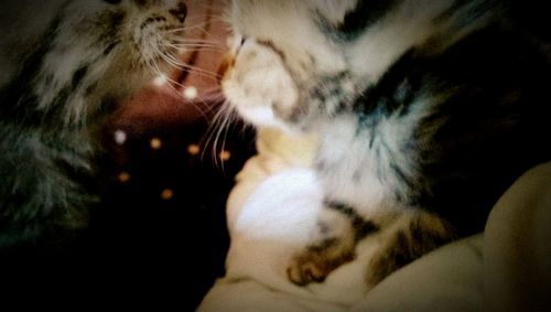 Close-up of cat lying down