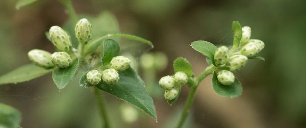 Close-up of plant growing outdoors