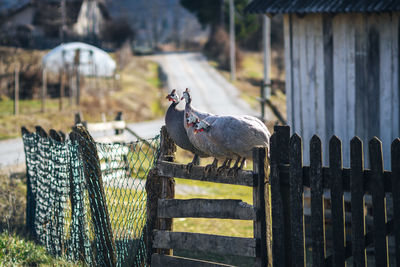 Birds perching on wooden fence