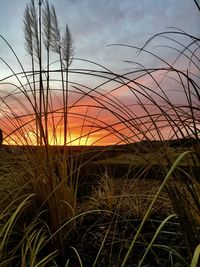 Close-up of grass on field against sky during sunset