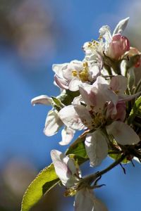 Close-up of white flowers