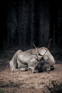 Close-up of deer in forest