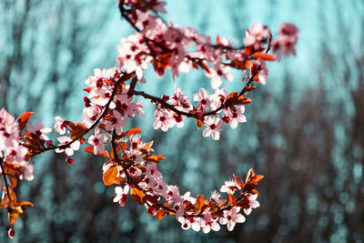 Close-up of cherry blossom tree