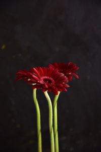 Close-up of red daisy flower