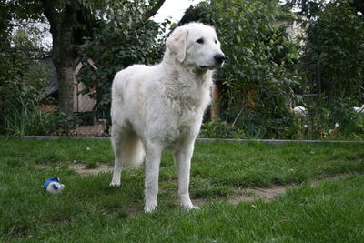 View of dog standing on grass