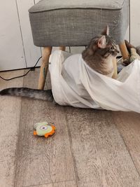 High angle view of cat sitting on floor