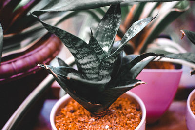 Close-up of black bird