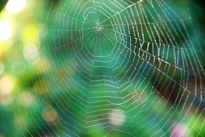 Close-up of spider web