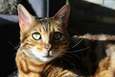 Close-up portrait of a cat