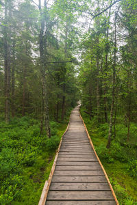 Boardwalk amidst trees in forest