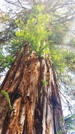 Low angle view of tree