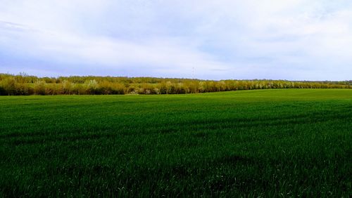 Scenic view of field against sky