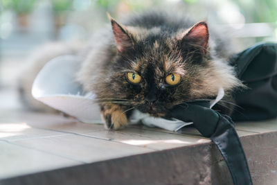 Cute dark brown persian cat play and lying on chair, pet and animal concept