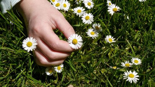 Cropped hand holding white flower