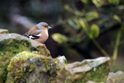 Close-up of bird perching on rock