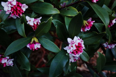 Close-up of pink flowering plants