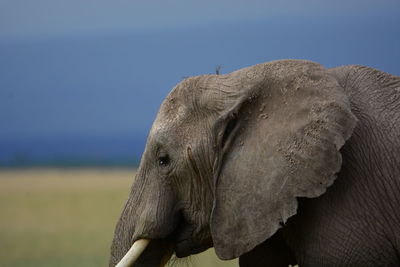 Close-up of elephant