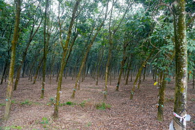 Trees growing in forest