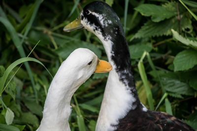 Close-up of a bird