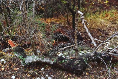 Close-up of tree trunk in forest