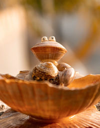 Close-up of snail on wood