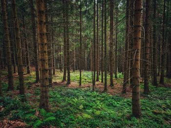 Trees in forest