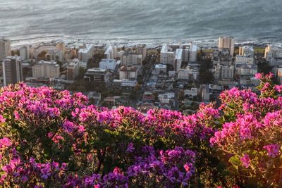 Pink flowers blooming in park