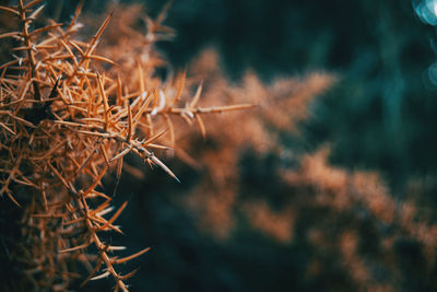 Close-up of dried plant