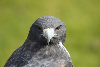 Close-up portrait of owl