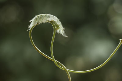 Close-up of plant growing outdoors