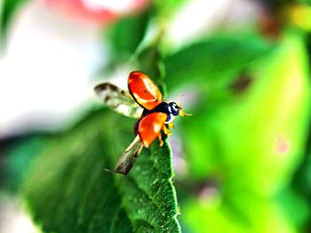 Close-up of ladybug on plant