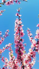 Low angle view of pink flowers against blue sky