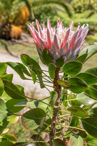 Close-up of flower