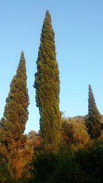 Low angle view of tree against clear blue sky